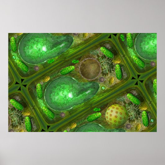 Plant Cells poster (Voorkant)