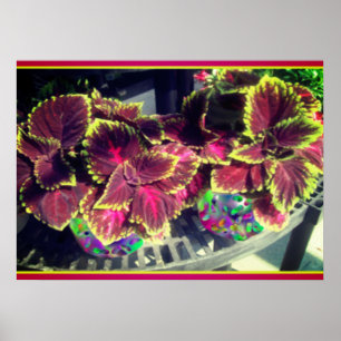 Plant Coleus Poster
