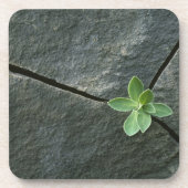 Plant dat in de boulder groeit bier onderzetter (Voorkant)