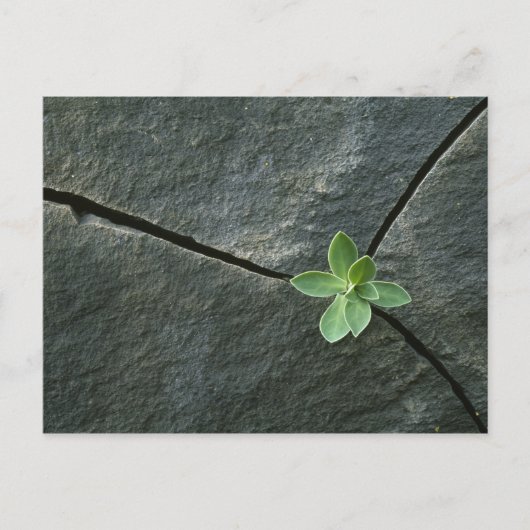 Plant dat in de boulder groeit briefkaart (Voorkant)