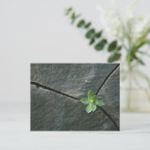 Plant dat in de boulder groeit briefkaart (Staand voorkant)