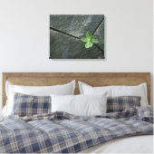 Plant dat in de boulder groeit canvas afdruk (Insitu (Slaapkamer))