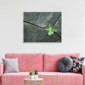 Plant dat in de boulder groeit canvas afdruk (Insitu (Woonkamer))