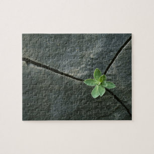 Plant dat in de boulder groeit legpuzzel