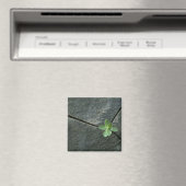 Plant dat in de boulder groeit magneet (Insitu (Vaatwasser))