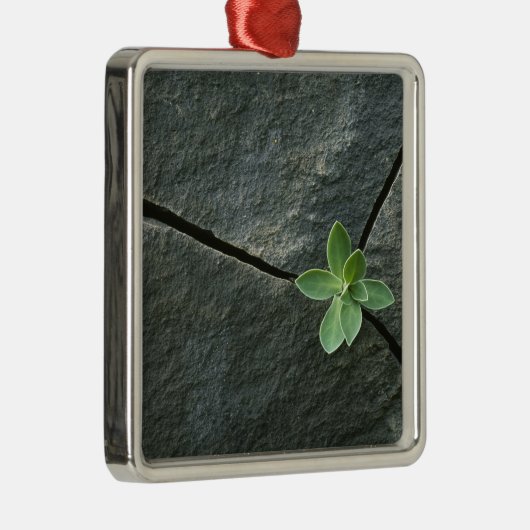 Plant dat in de boulder groeit metalen ornament (Rechts)