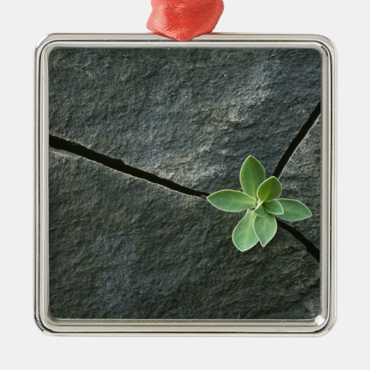 Plant dat in de boulder groeit metalen ornament (Voorkant)