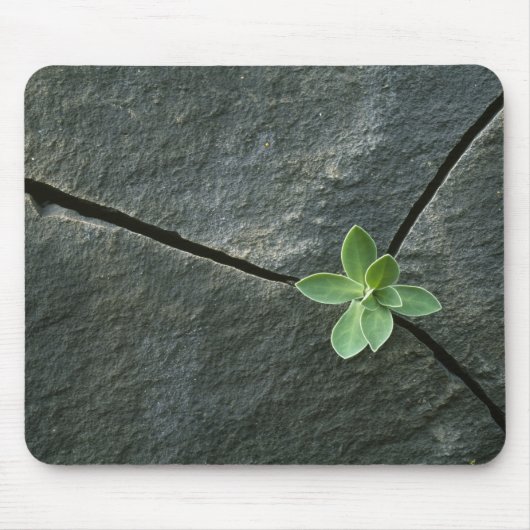 Plant dat in de boulder groeit muismat (Voorkant)