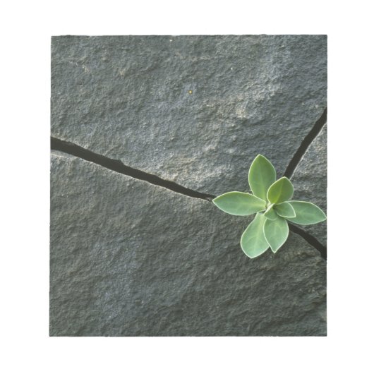 Plant dat in de boulder groeit notitieblok (Voorkant)