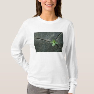 Plant dat in de boulder groeit t-shirt