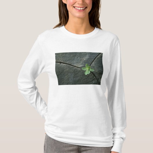 Plant dat in de boulder groeit t-shirt (Voorkant)