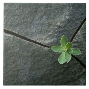 Plant dat in de boulder groeit tegeltje