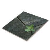 Plant dat in de boulder groeit tegeltje (Zijkant)