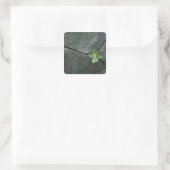 Plant dat in de boulder groeit vierkante sticker (Tas)