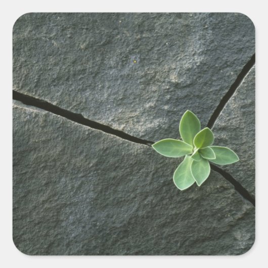 Plant dat in de boulder groeit vierkante sticker (Voorkant)