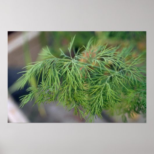 Plant Dill Poster (Voorkant)