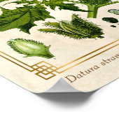  Plant Duivel sans Botanisch Poster (Hoek)