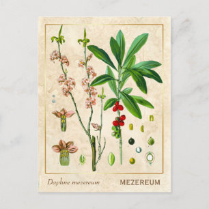 Plant februari DAPHNE botanisch Briefkaart