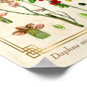  Plant februari DAPHNE botanisch Poster (Hoek)