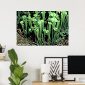 Plant Groene Pitcher Poster (Thuiskantoor)