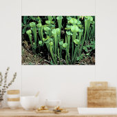 Plant Groene Pitcher Poster (Keuken)