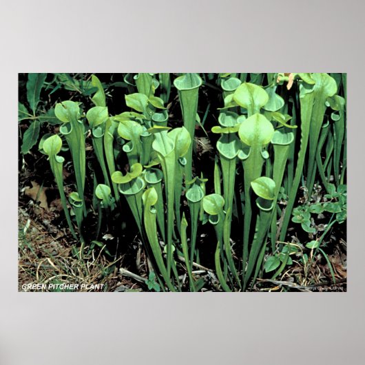 Plant Groene Pitcher Poster (Voorkant)