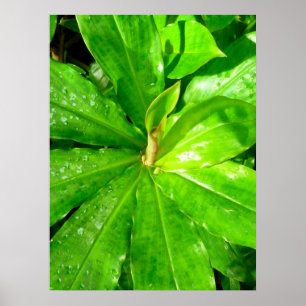 Plant Hawaiian Ginger Poster
