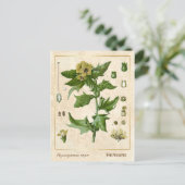  Plant Henbane Herb Botanisch Briefkaart (Staand voorkant)