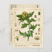  Plant Henbane Herb Botanisch Briefkaart (Voorkant / Achterkant)
