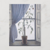 Plant in venster 2003 briefkaart (Voorkant)