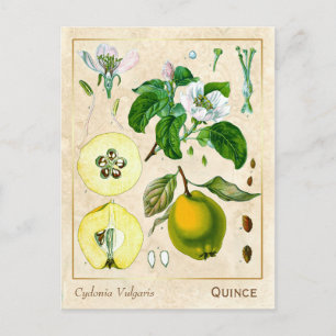 Plant kweepeltje botanisch Briefkaart