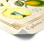 Plant kweepeltje botanisch Poster (Hoek)