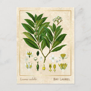  Plant Laurel Herb Botanical Briefkaart