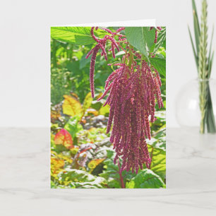 plant "LOVE LIES BLEEDING" (AMARANTHUS CAUDATUS) Kaart