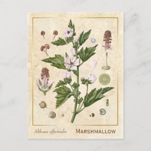Plant Marshmallow Botanisch Briefkaart