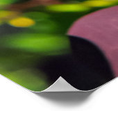 Plant met donkerrode bladeren poster (Hoek)