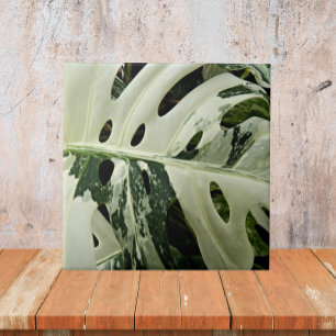 Plant met variëteiten monstera botanisch tegeltje