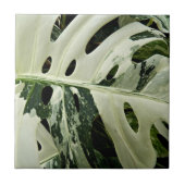 Plant met variëteiten monstera botanisch tegeltje (Voorkant)