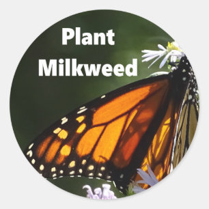 Plant Milkweed Ronde Sticker