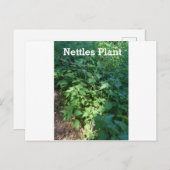 Plant Netten Briefkaart (Voorkant / Achterkant)