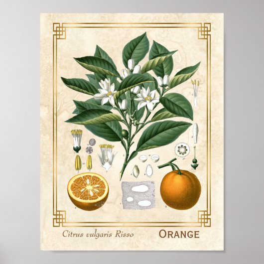 Plant Oranje Fruit Poster (Voorkant)