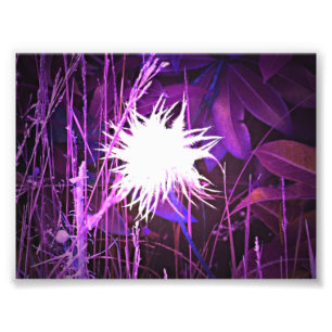Plant Paars Foto Afdruk