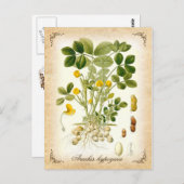 Plant pinda's -  illustratie briefkaart (Voorkant / Achterkant)