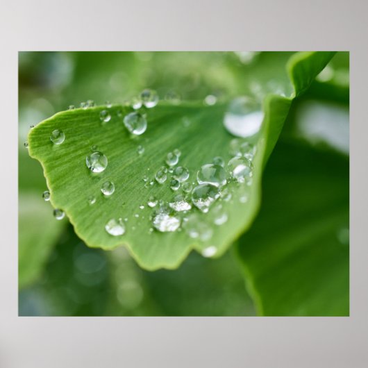 Plant Poster (Voorkant)