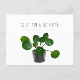 Plant Pun Pilea Grappige Wenskaart Valentijn Feestdagenkaart