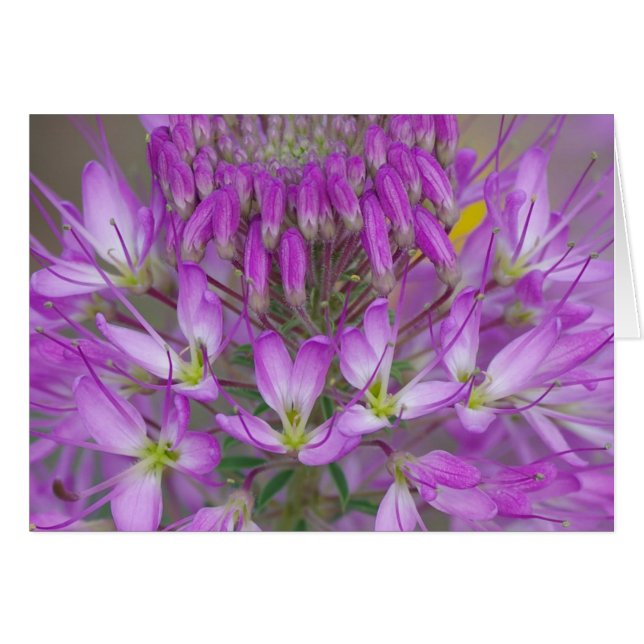 Plant Rocky Mountain Bee (Voorkant Horizontaal)