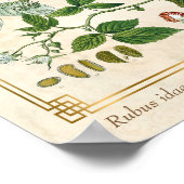 Plant rode frambose botanisch Poster (Hoek)