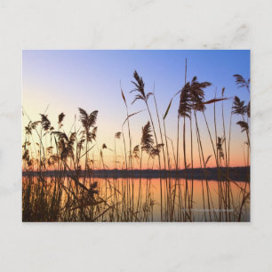 Plant Silhouette door Lakeside sunset Briefkaart