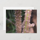 Plant Stem Thorns Natuur Park Briefkaart (Voorkant / Achterkant)
