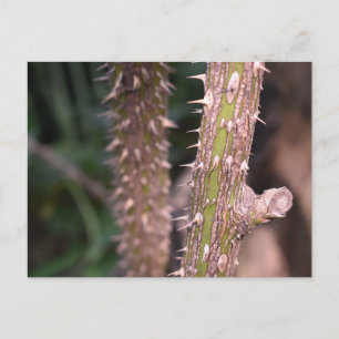 Plant Stem Thorns Natuur Park Briefkaart